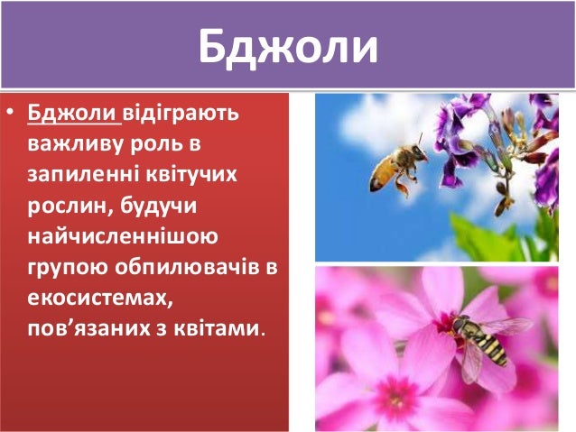 Реферат На Тему Квіти І Комахи Реферат На Тему Квіти І Комахи